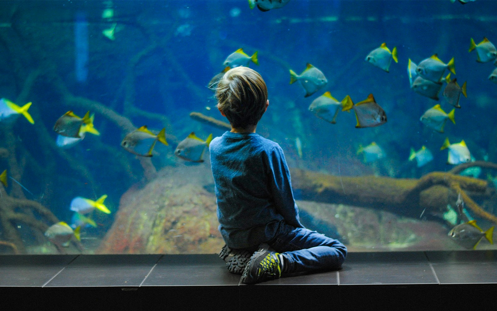Child observing fish at Aquarium de Paris, France.