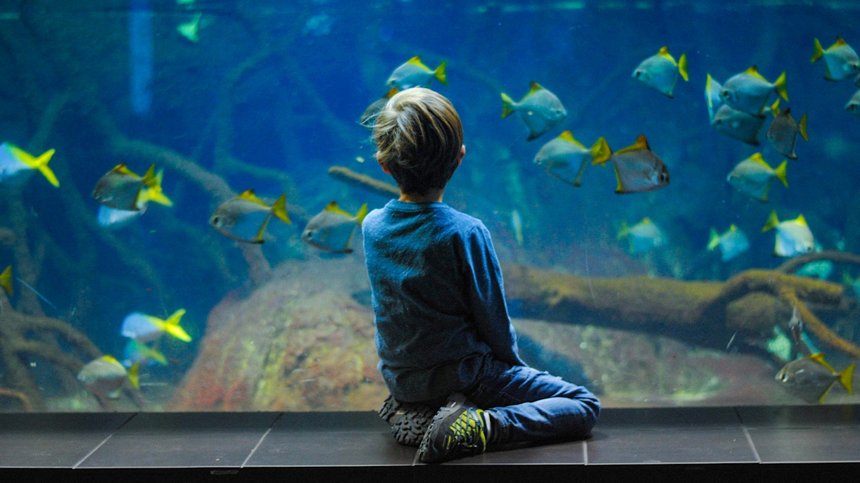 onibus turistico paris hop on hop off