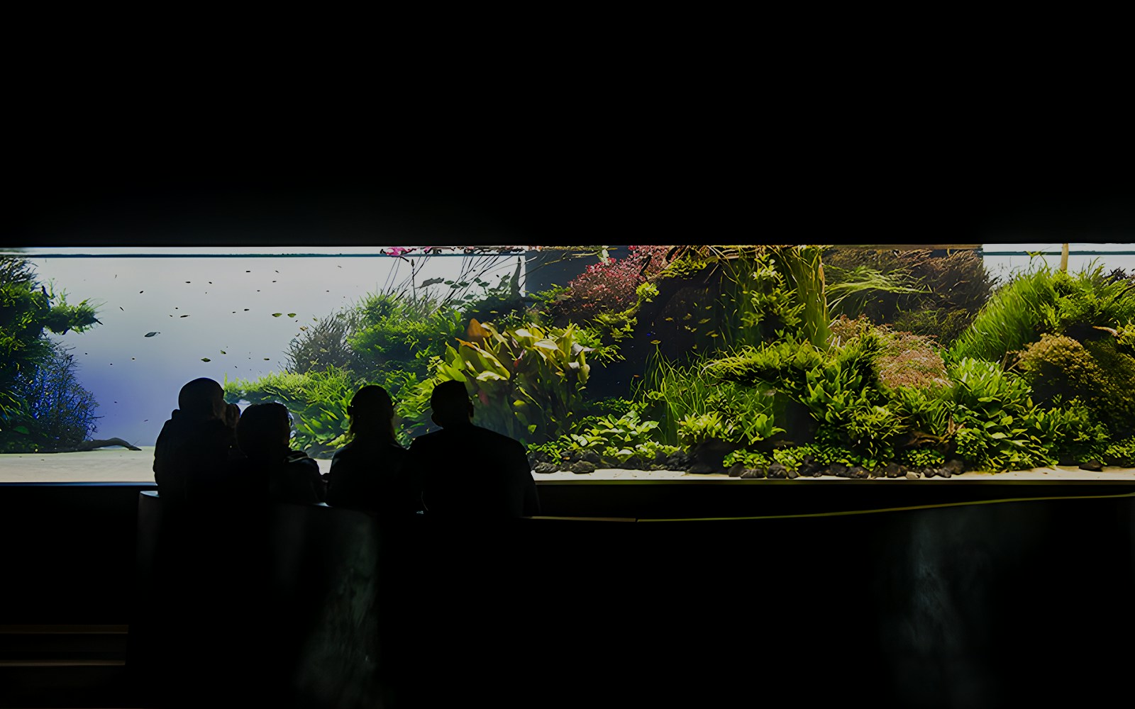 Visitors viewing underwater forest exhibit at Lisbon Oceanarium.