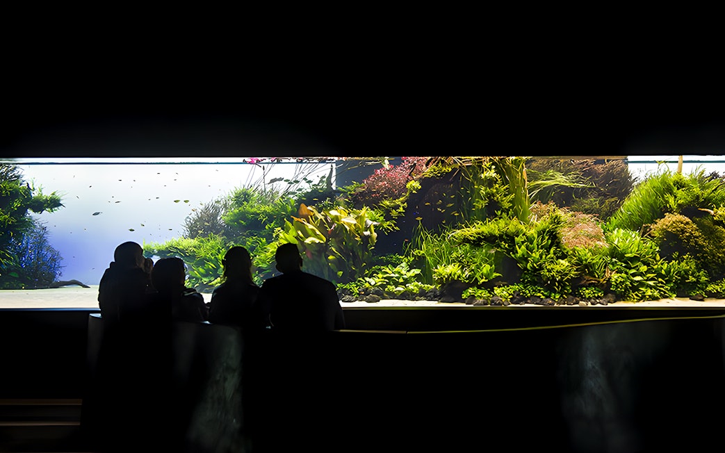 Visitors viewing underwater forest exhibit at Lisbon Oceanarium.