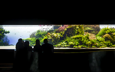 Visitors viewing underwater forest exhibit at Lisbon Oceanarium.