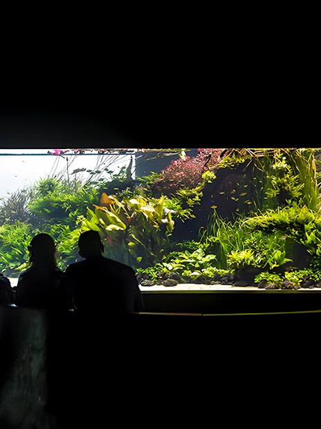 Visitors viewing underwater forest exhibit at Lisbon Oceanarium.