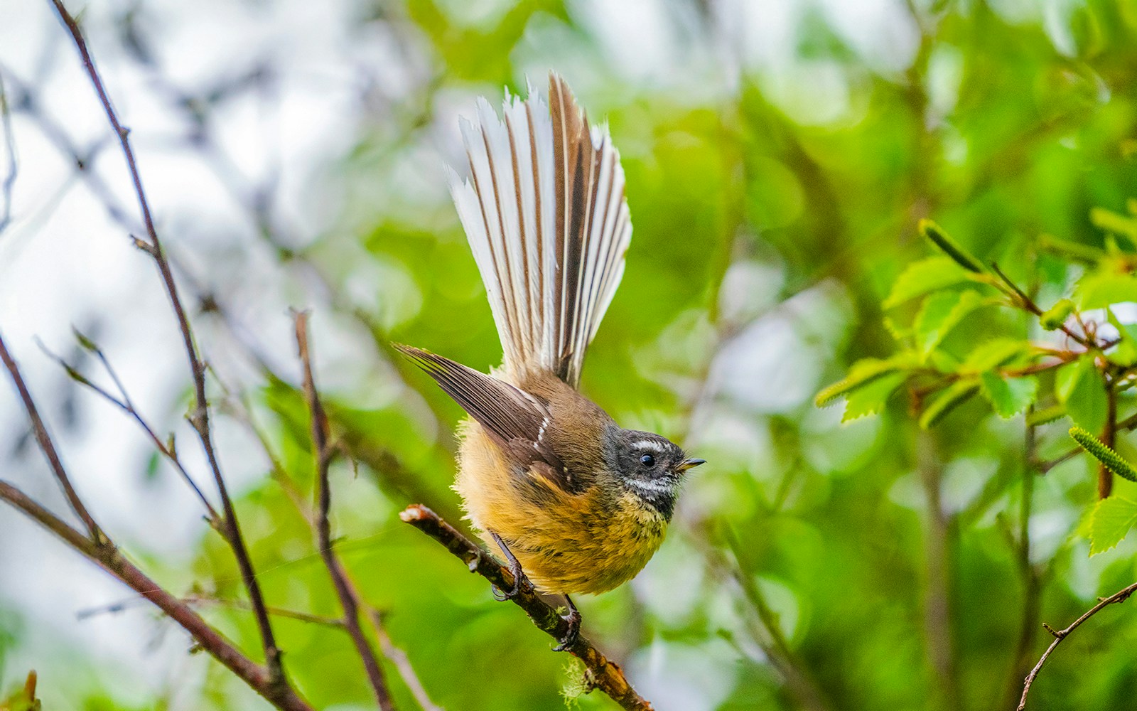 Pīwakawaka perched on a branch in New Zealand forest.