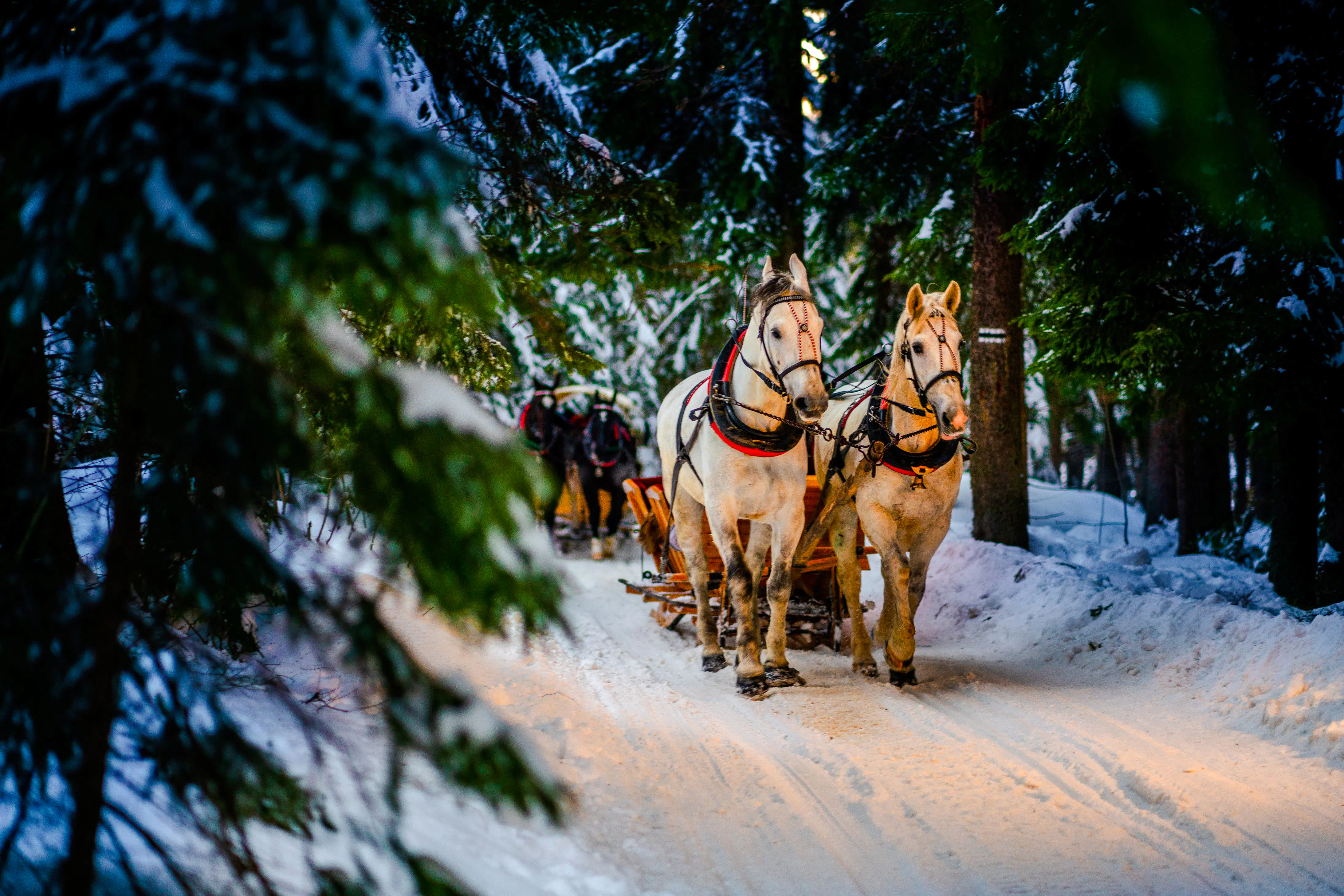 Horse-drawn sleigh in snowy forest during Zakopane day trip from Krakow.