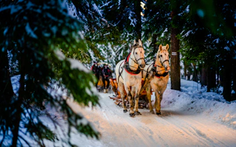 Horse-drawn sleigh in snowy forest during Zakopane day trip from Krakow.