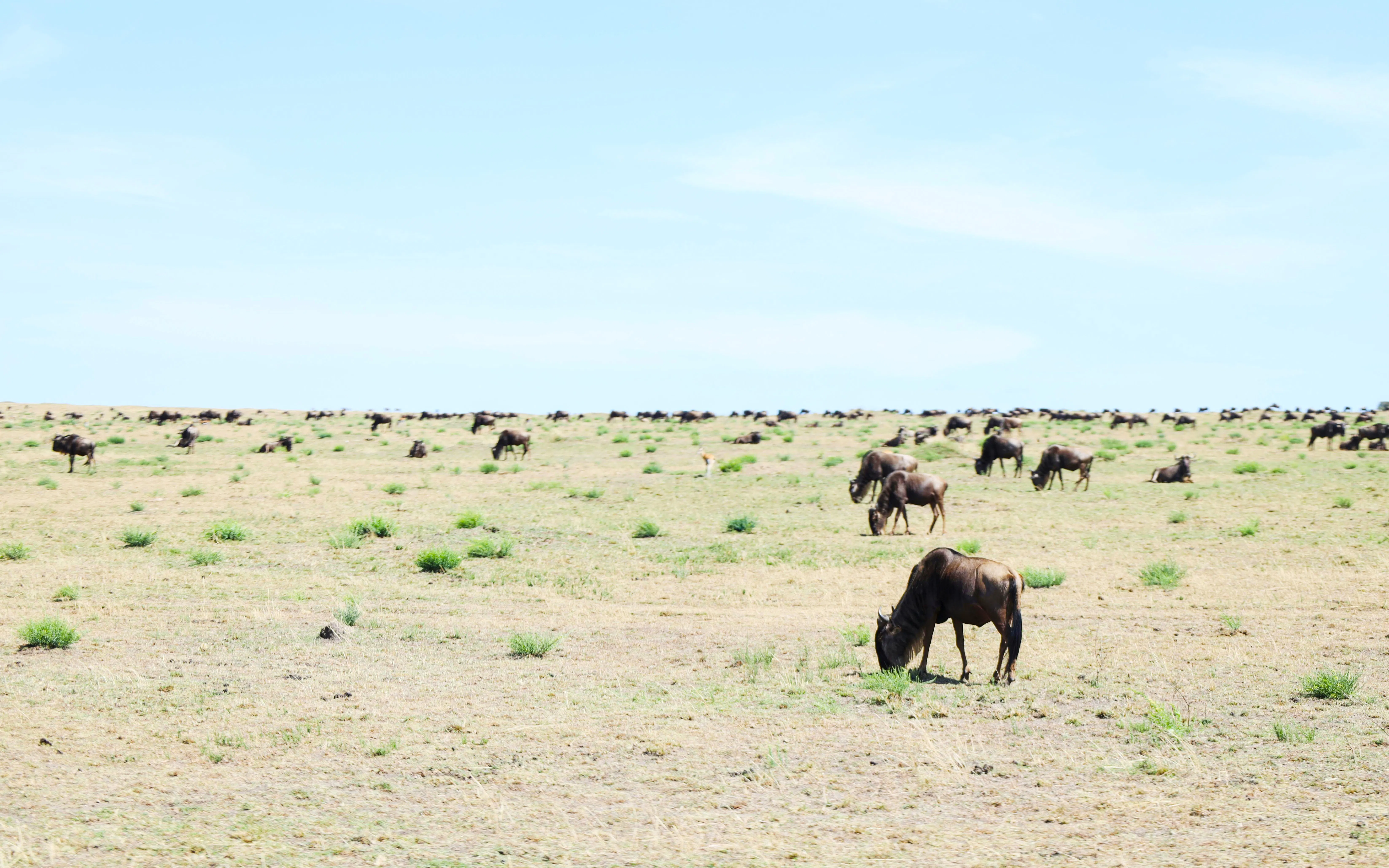 Wildebeest grazing on the plains during the Masai Mara Safari in Kenya.
