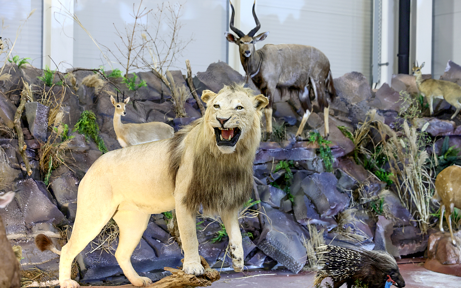 Taxidermy display of a lion, antelope, and porcupine in a museum exhibit.