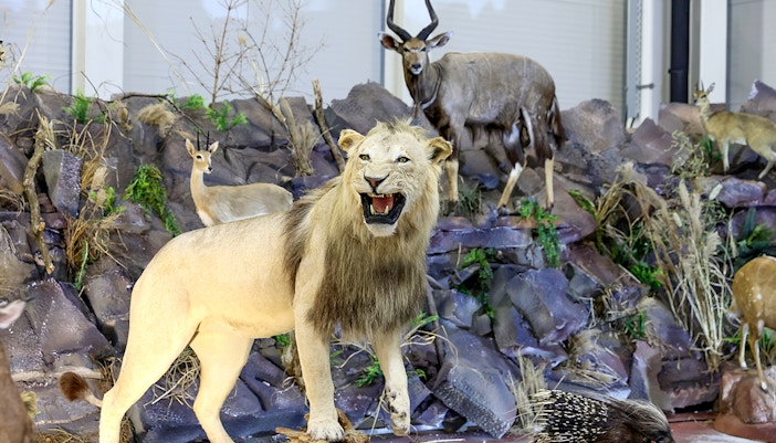 Taxidermy display of a lion, antelope, and porcupine in a museum exhibit.