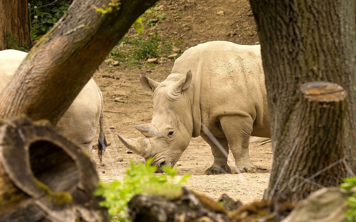 Rhino grazing at Out of Africa Wildlife Park, surrounded by trees.