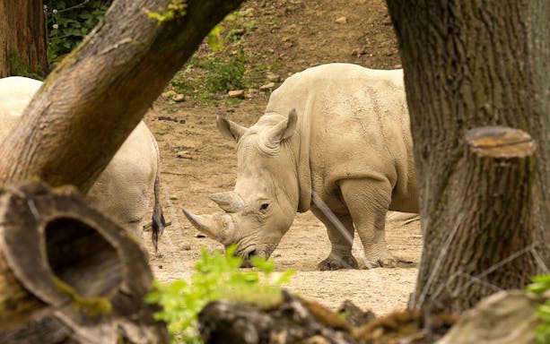 Rhino grazing at Out of Africa Wildlife Park, surrounded by trees.