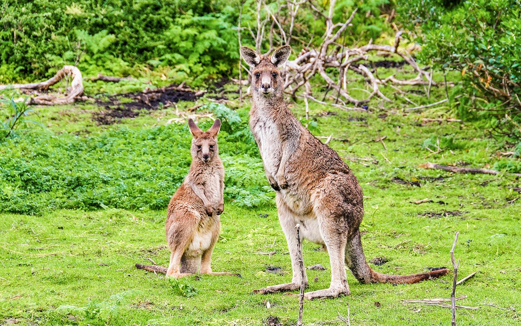 Kangaroos in lush greenery along the Great Ocean Road, Australia.