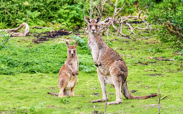 Kangaroos in lush greenery along the Great Ocean Road, Australia.