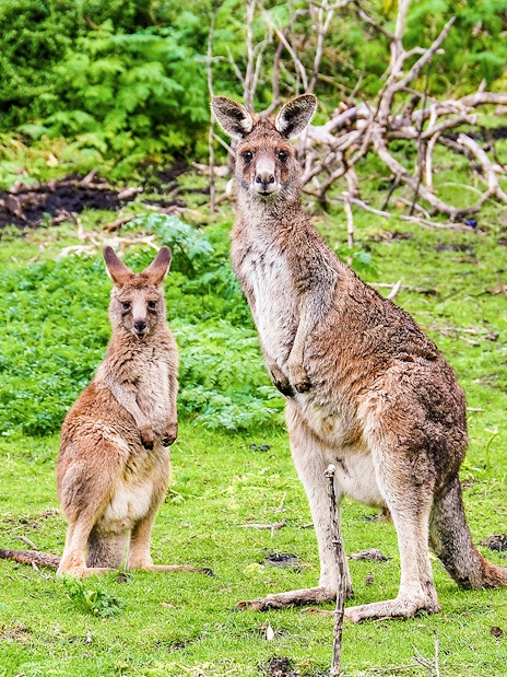 Kangaroos in lush greenery along the Great Ocean Road, Australia.