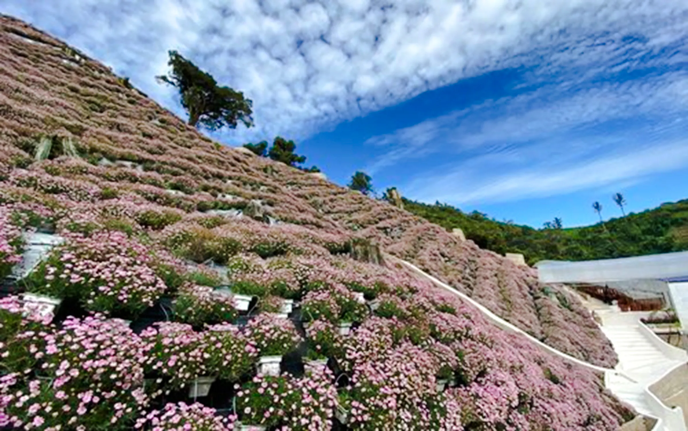 from kuala lumpur: private cameron highlands tour-16