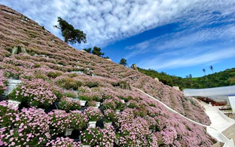from kuala lumpur: private cameron highlands tour-16