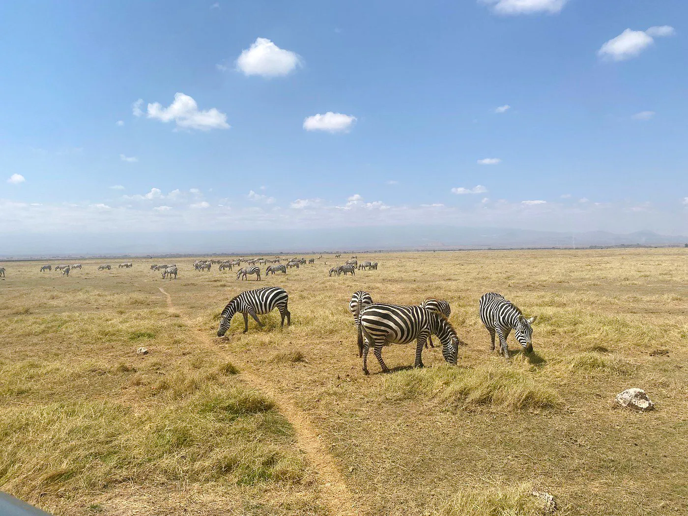 Zebras grazing in Amboseli National Park, Kenya, with distant mountains under a clear sky.