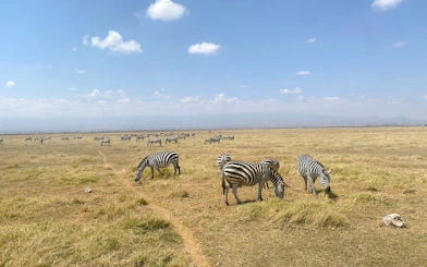 Zebras grazing in Amboseli National Park, Kenya, with distant mountains under a clear sky.