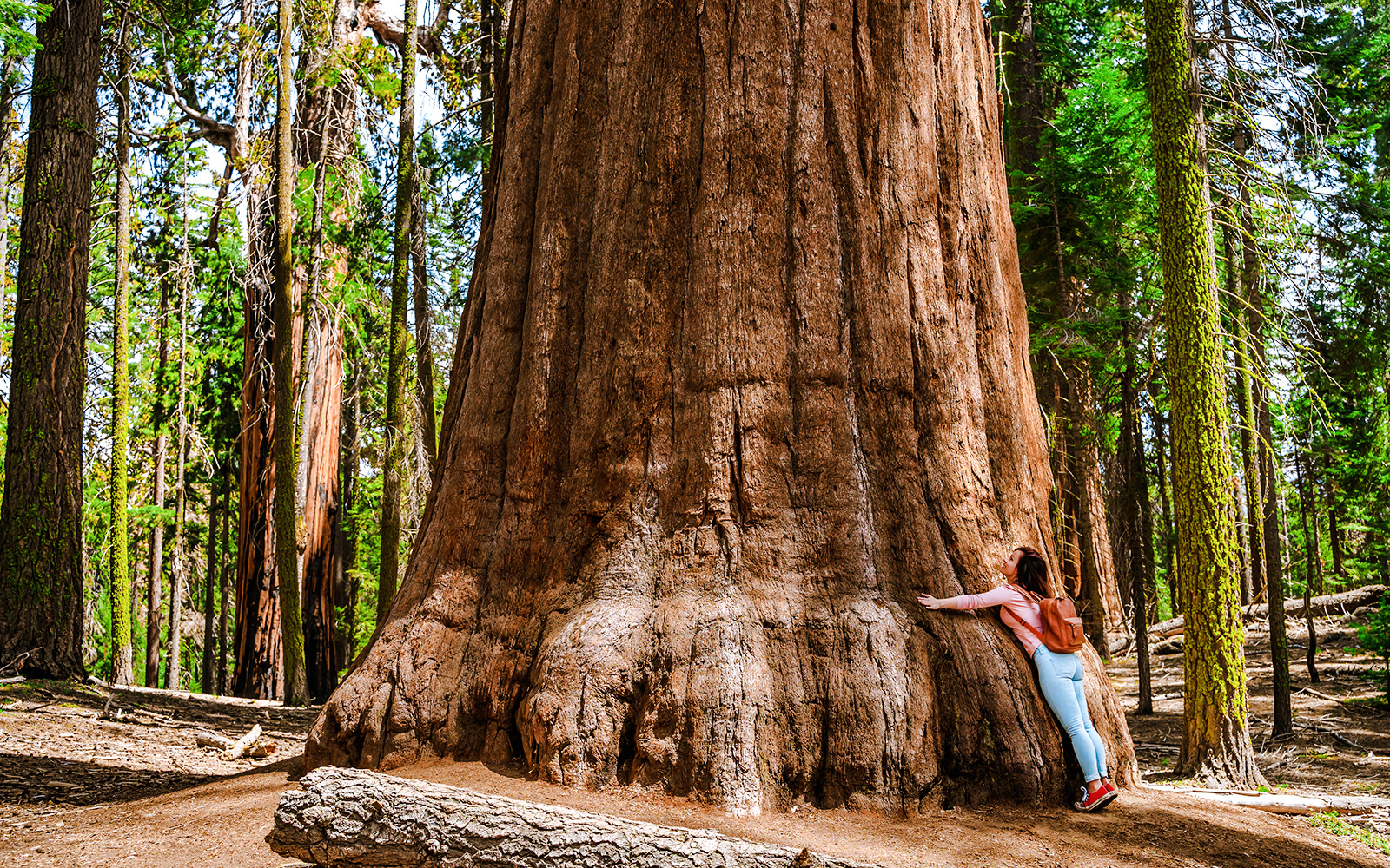 Girl embracing a giant sequoia tree in Sequoia National Park, USA.