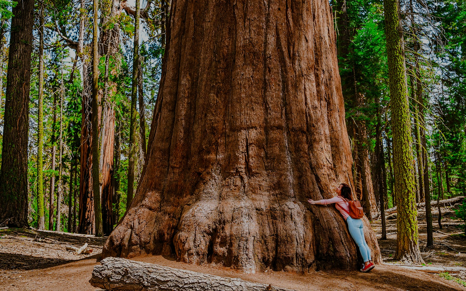 Girl embracing a giant sequoia tree in Sequoia National Park, USA.