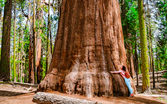 Girl embracing a giant sequoia tree in Sequoia National Park, USA.