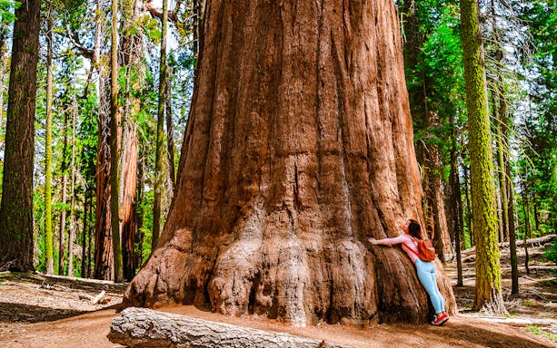 Girl embracing a giant sequoia tree in Sequoia National Park, USA.