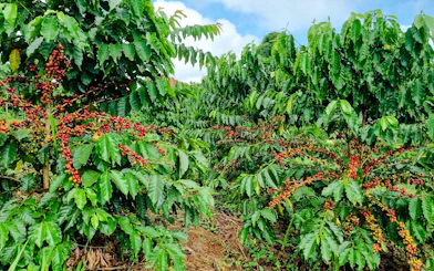From Hanoi: Son La Coffee Farm Tour with Overnight Homestay