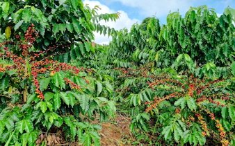 from hanoi: son la coffee farm tour with overnight homestay-7