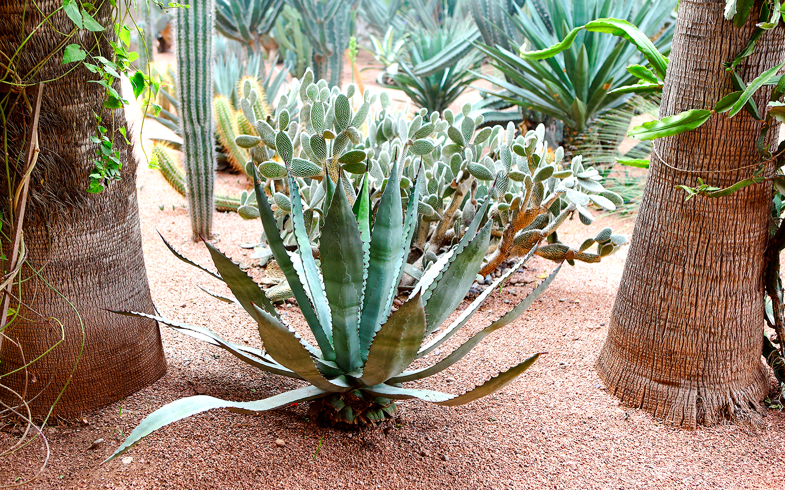 Cacti and agave plants in Jardin Majorelle, Marrakech.