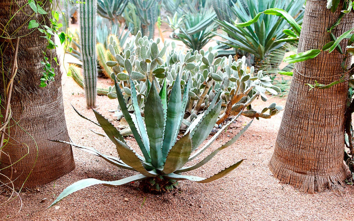 Cacti and agave plants in Jardin Majorelle, Marrakech.