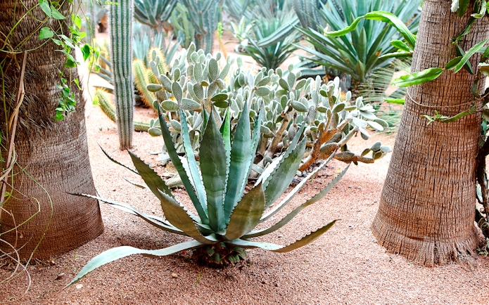 Cacti and agave plants in Jardin Majorelle, Marrakech.