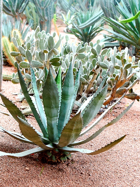Cacti and agave plants in Jardin Majorelle, Marrakech.