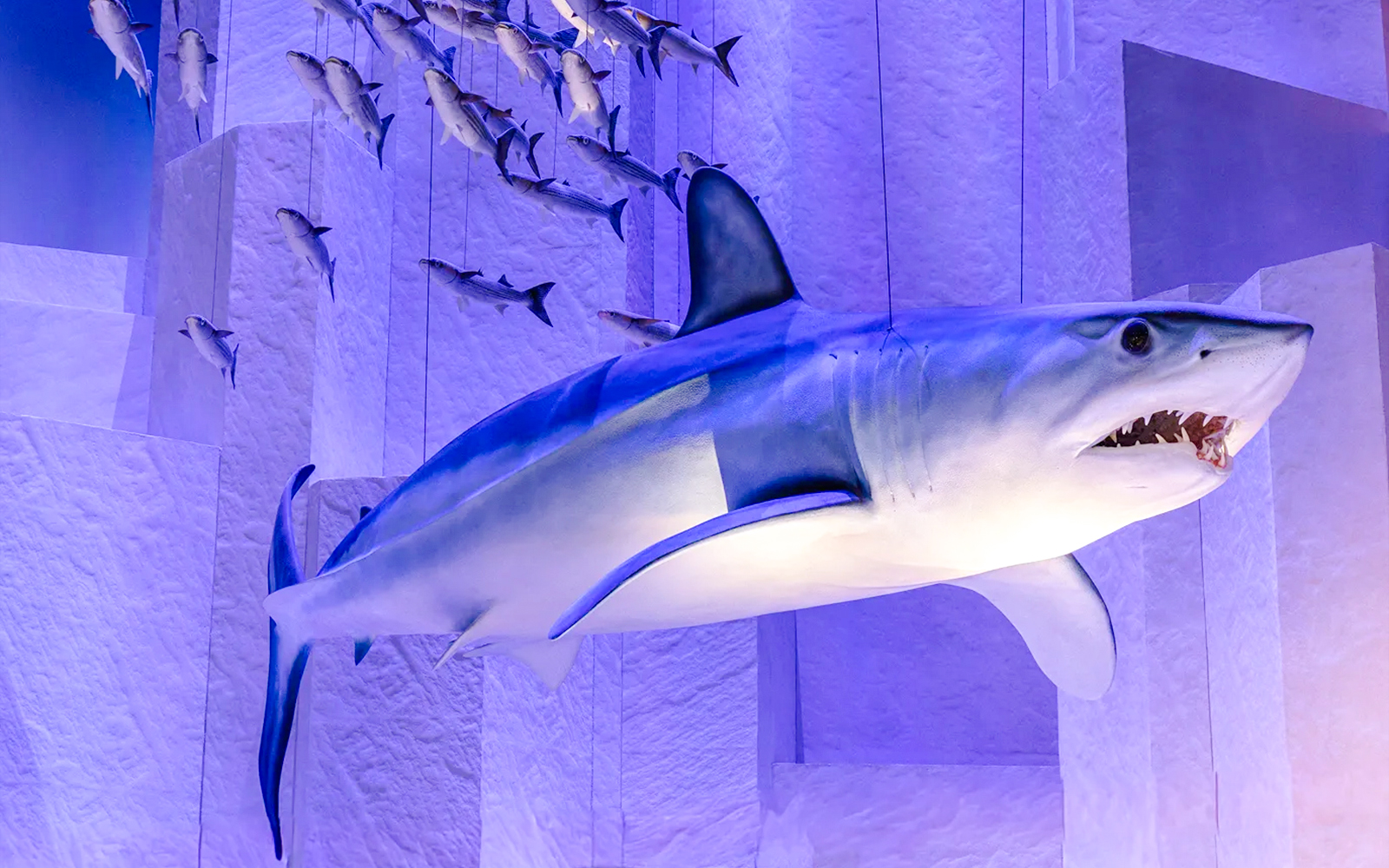 Shark exhibit at National History Museum's Resilient Planet display.