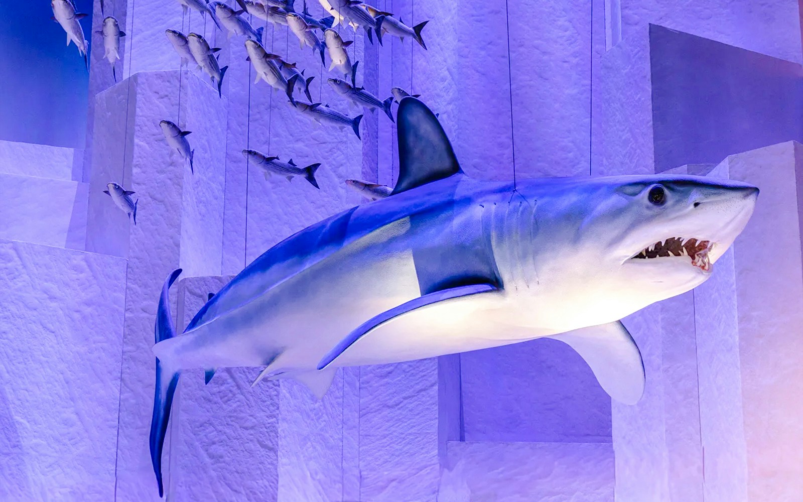 Shark exhibit at National History Museum's Resilient Planet display.