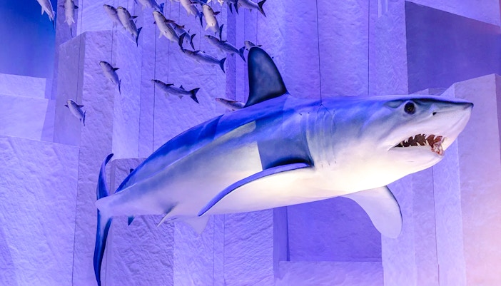 Shark exhibit at National History Museum's Resilient Planet display.
