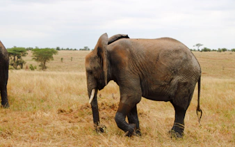 da arusha: safari “big five” in campeggio nel serengeti e nel cratere di ngorongoro, con partecipazione di gruppo-2