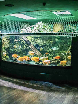 Aquarium with colorful fish at a zoo in Prague, Czech Republic.