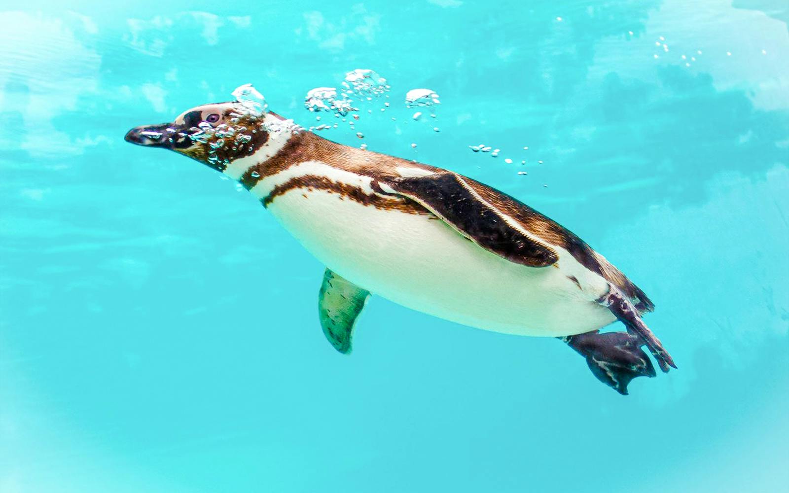 Penguin swimming underwater at Blackpool Zoo.