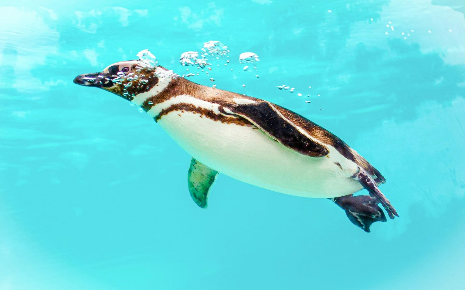Penguin swimming underwater at Blackpool Zoo.