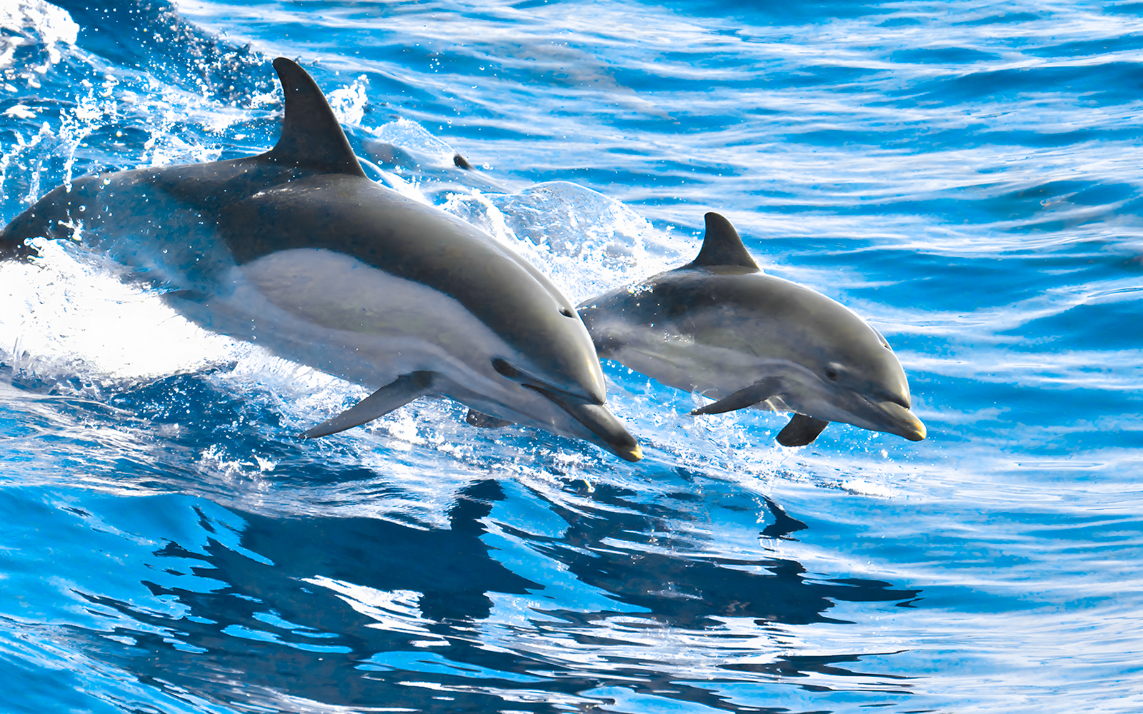 Dolphins swimming in the ocean near Tenerife.
