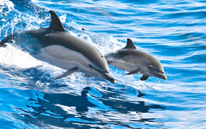 Dolphins swimming in the ocean near Tenerife.