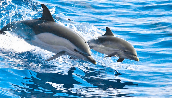 Dolphins swimming in the ocean near Tenerife.