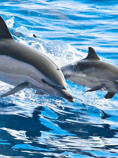 Dolphins swimming in the ocean near Tenerife.