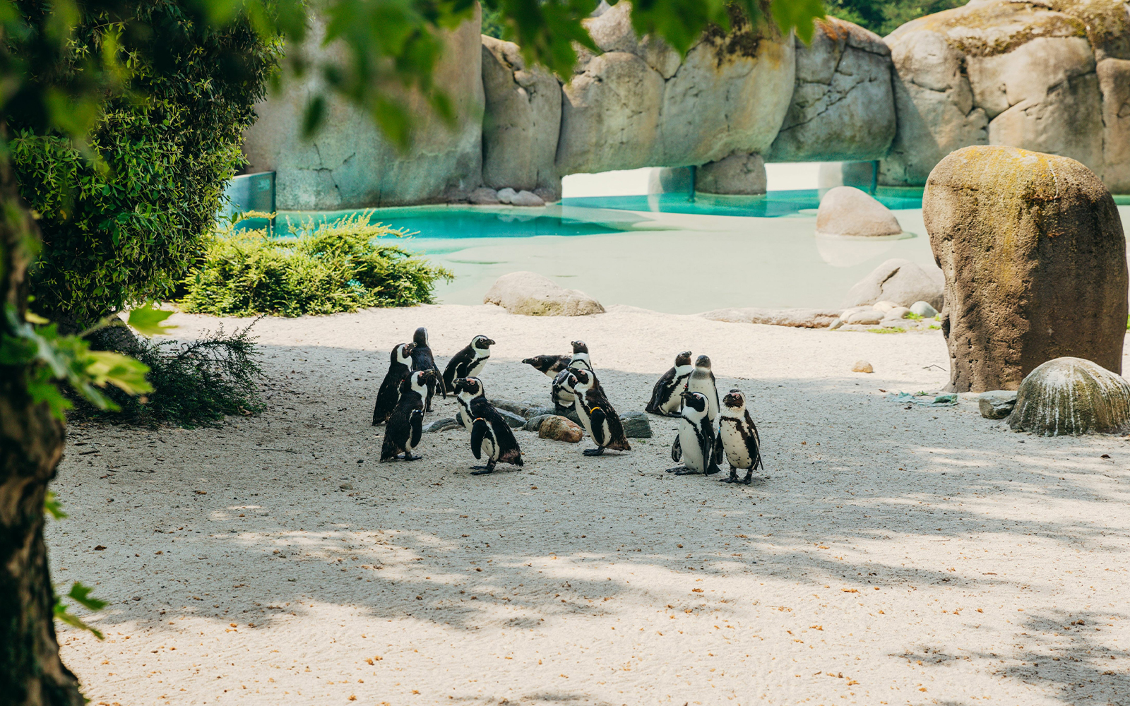A Bolder Beach con i pinguini