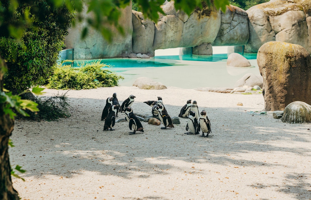 A Bolder Beach con i pinguini