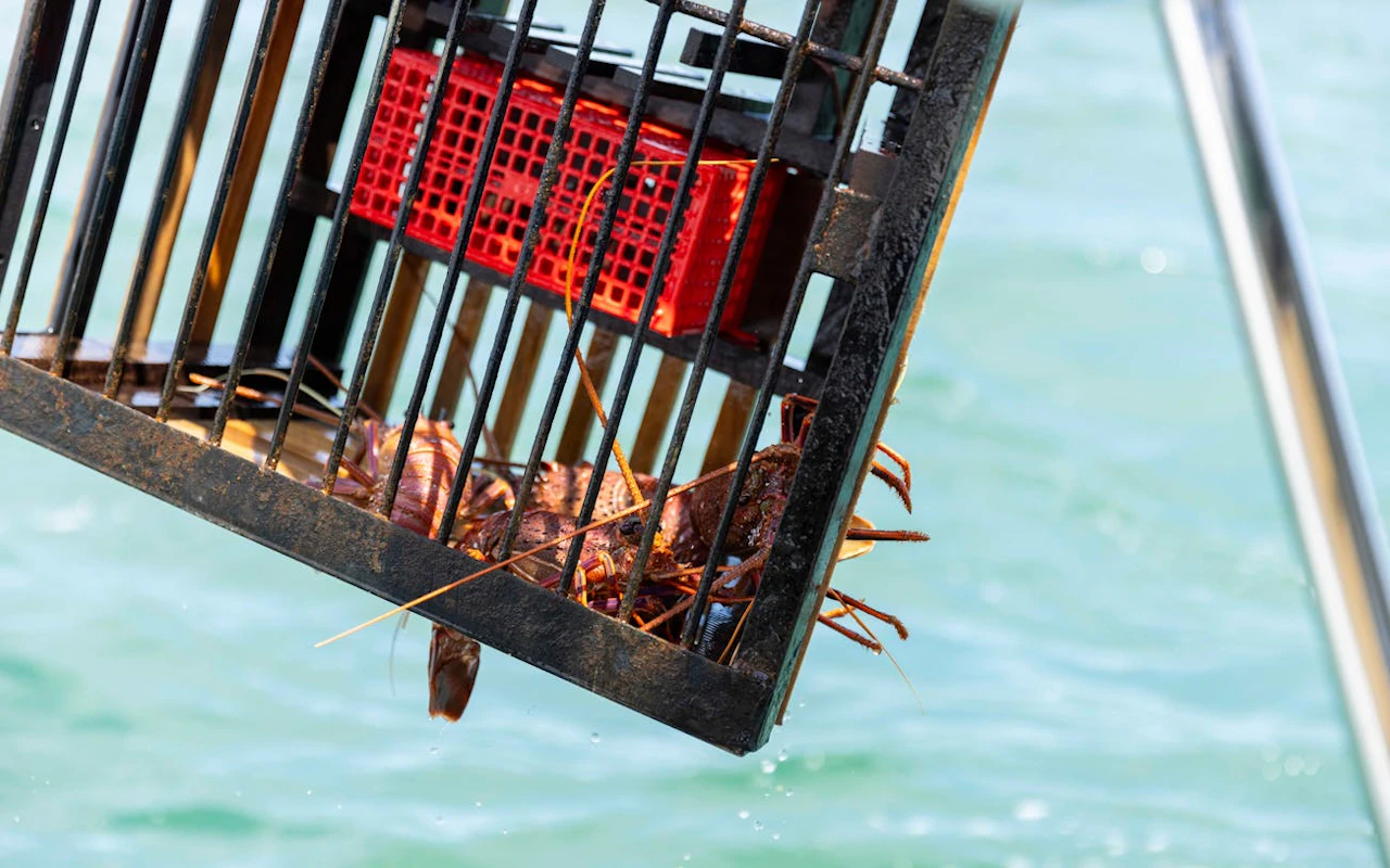 Wild Seafood Experience Catch-and-Dine Cruise in Mandurah