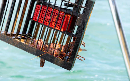 Wild Seafood Experience Catch-and-Dine Cruise in Mandurah