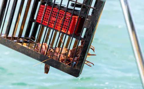 wild seafood experience catch-and-dine cruise in mandurah-1