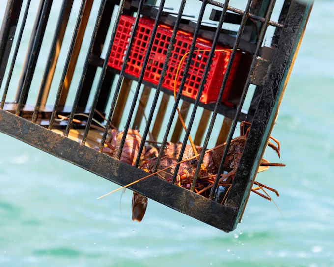Wild Seafood Experience Catch-and-Dine Cruise in Mandurah