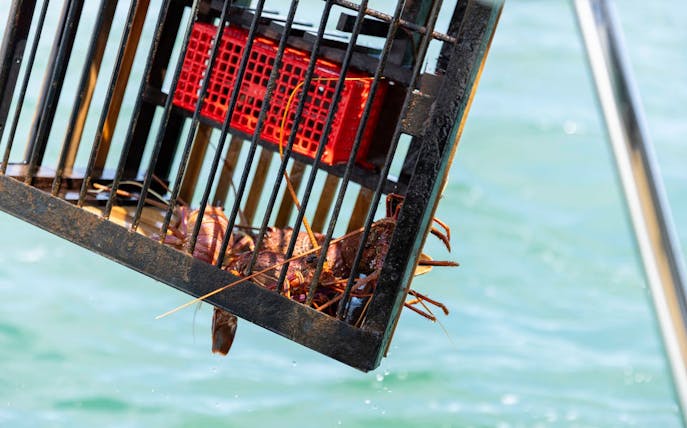 „wild seafood experience“ – „catch-and-dine“-schifffahrt in mandurah-1