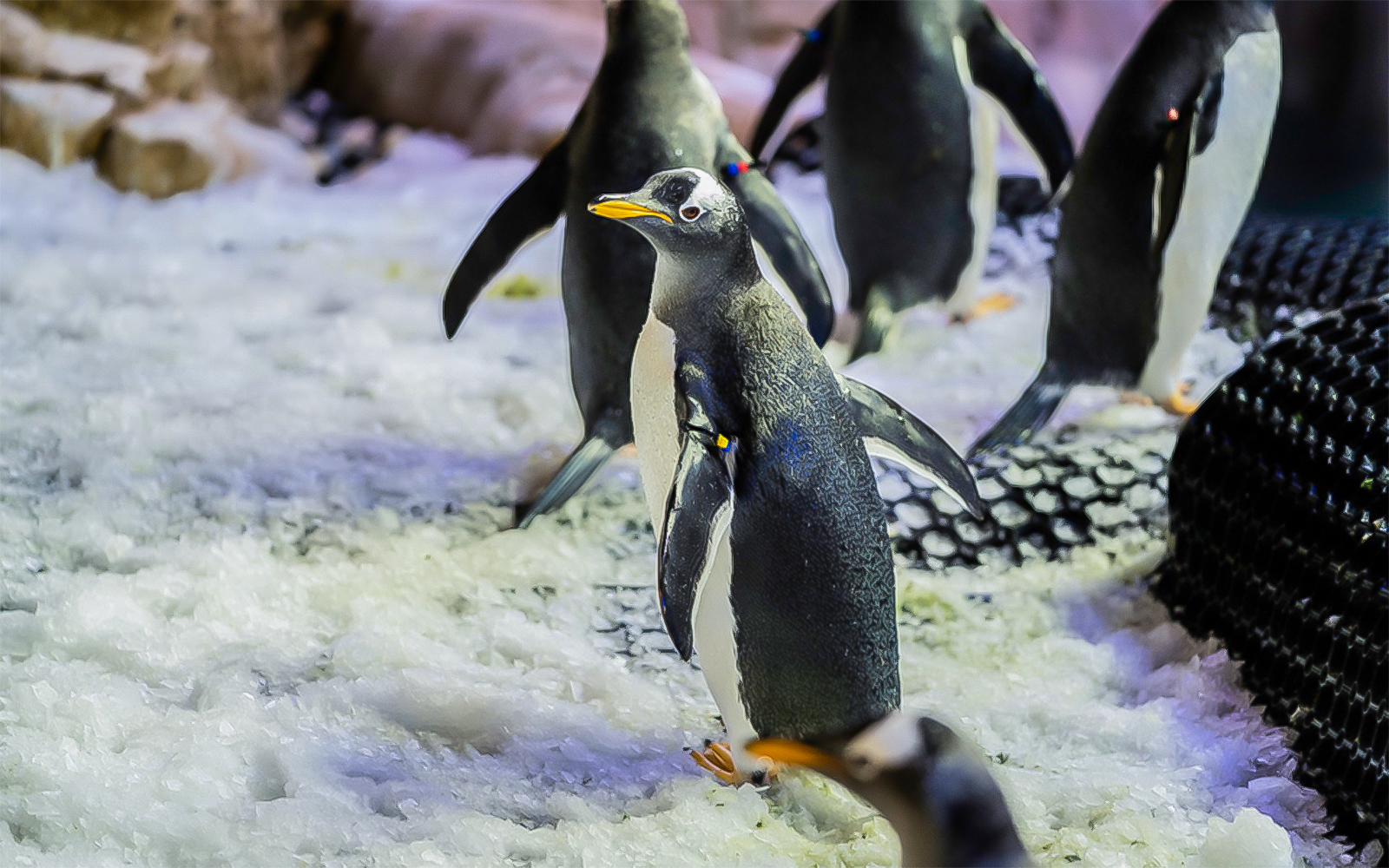 Dubai Aquarium - incontra gli animali - Visita il Dubai Aquarium e Underwater Zoo